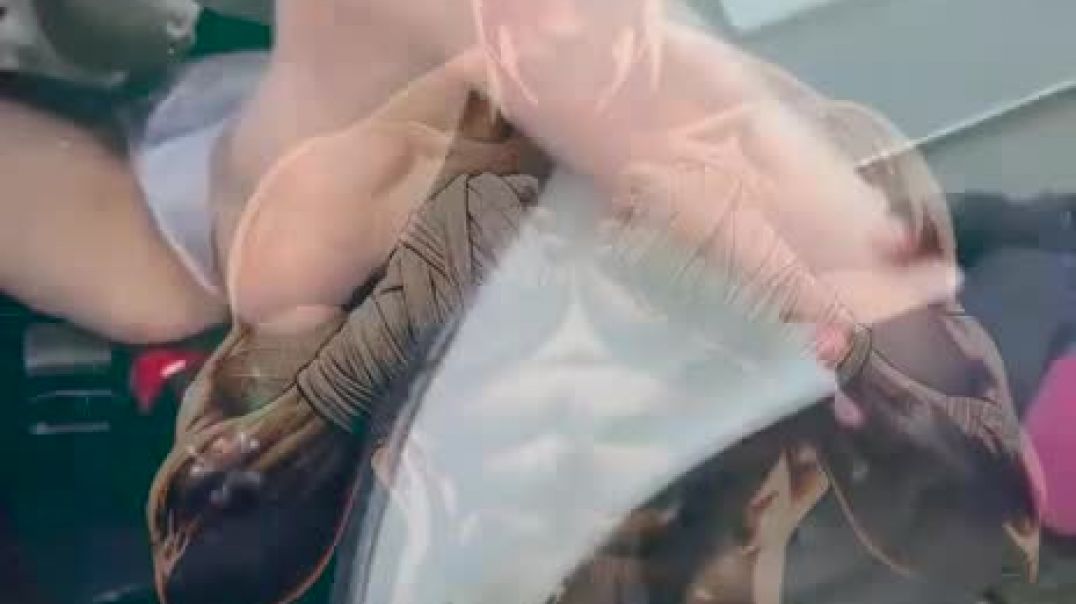 малую закладчицу достав с машины выебали в горло отпиздив перед этим